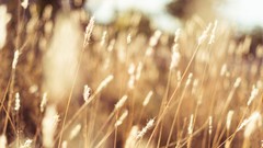 Macro nature fields argentina