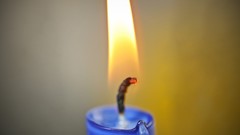 Macro nature fire Candles