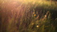 Macro nature Flowers grass