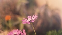 macro nature Flowers pink Plants pink flowers