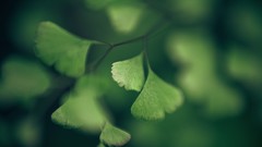 Macro nature foliage Green Herbs ginkgo
