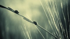 Macro nature grass