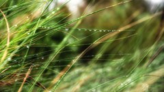 Macro nature grass