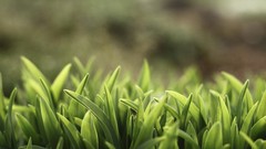 Macro nature grass