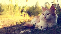 Macro nature grass Animals cats dreamy HDR Photography depth of 