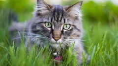 Macro nature grass Animals cats pets depth of field