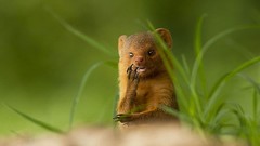 Macro nature grass Animals depth of field derp
