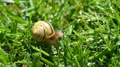 Macro nature grass Animals snails spring molluscs
