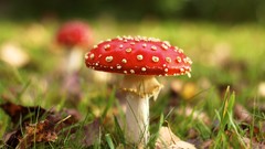 Macro nature grass autumn mushrooms