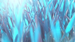 Macro nature grass blue white