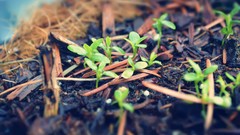 Macro nature grass blurred