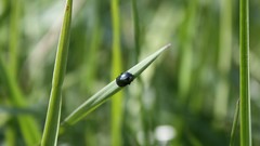Macro nature grass Bug