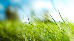 Macro nature grass clouds