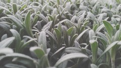 Macro nature grass dark Green Plants