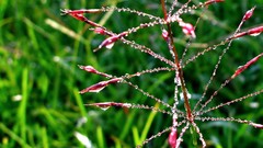 Macro nature grass dawn Plants close-up waterdrops