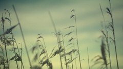 Macro nature grass depth of field