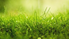 Macro nature grass depth of field