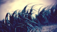 Macro nature grass depth of field