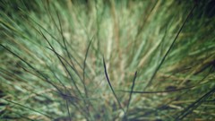 Macro nature grass depth of field