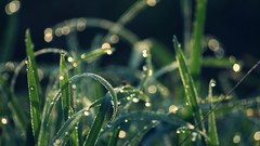 Macro nature grass dew depth of field