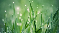 Macro nature grass dew Plants close-up water drops