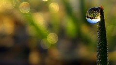 Macro nature grass drop