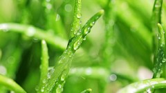 Macro nature grass drops Green drop