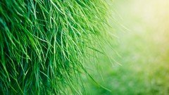 Macro nature grass Green