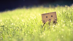 Macro nature grass Green bokeh danboard depth of field