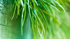 Macro nature grass Green close-up