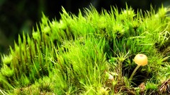 Macro nature grass Green mushrooms moss close-up