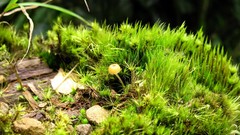 Macro nature grass Green mushrooms moss close-up forests