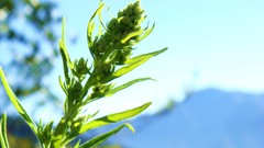 Macro nature grass Green Plants close-up