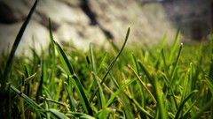 Macro nature grass Green Plants lacza