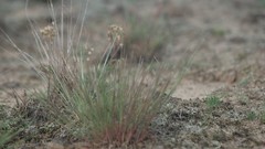 Macro nature grass ground