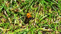 Macro nature grass insects HDR Photography ladybirds