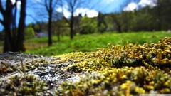 Macro nature grass moss