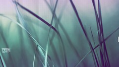 Macro nature grass Photo manipulation Desktopography depth of 