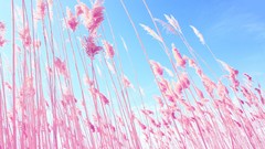 Macro nature grass pink Plants dreamy