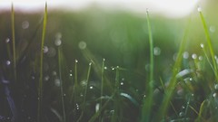 Macro nature grass Plants