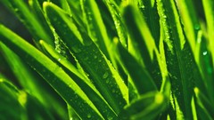 Macro nature grass Plants