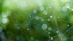 Macro nature grass Plants spider webs depth of field