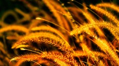 Macro nature grass Plants spikelets depth of field