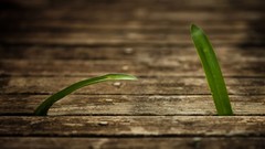 Macro nature grass Plants Wood
