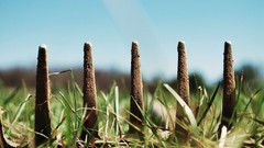 Macro nature grass Rake