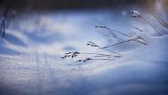 Macro nature grass snow light depth of field