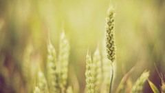 Macro nature grass spikelets depth of field