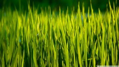 Macro nature grass summer Green