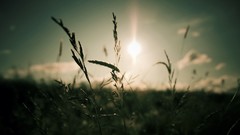 Macro nature grass sun dark depth of field