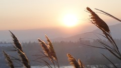 Macro nature grass sun depth of field